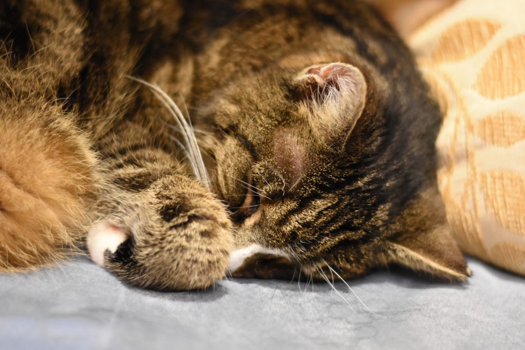 Getiegerte Katze schläft an ein Kissen gelehnt. Man sieht nur den Kopf und die eingeschlagene Vorderpfote