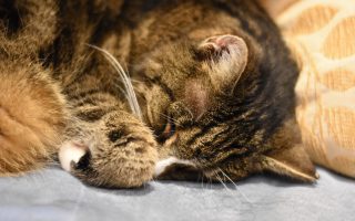 Getiegerte Katze schläft an ein Kissen gelehnt. Man sieht nur den Kopf und die eingeschlagene Vorderpfote