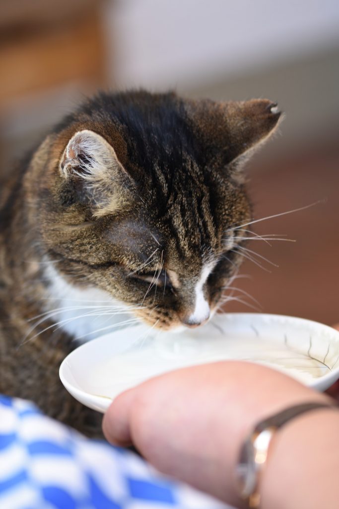 Getiegerte Katze trinkt Milch aus einer Schüssel, die ihr hingehalten wird. Man sieht nur die Hand, die die Schüssel hält