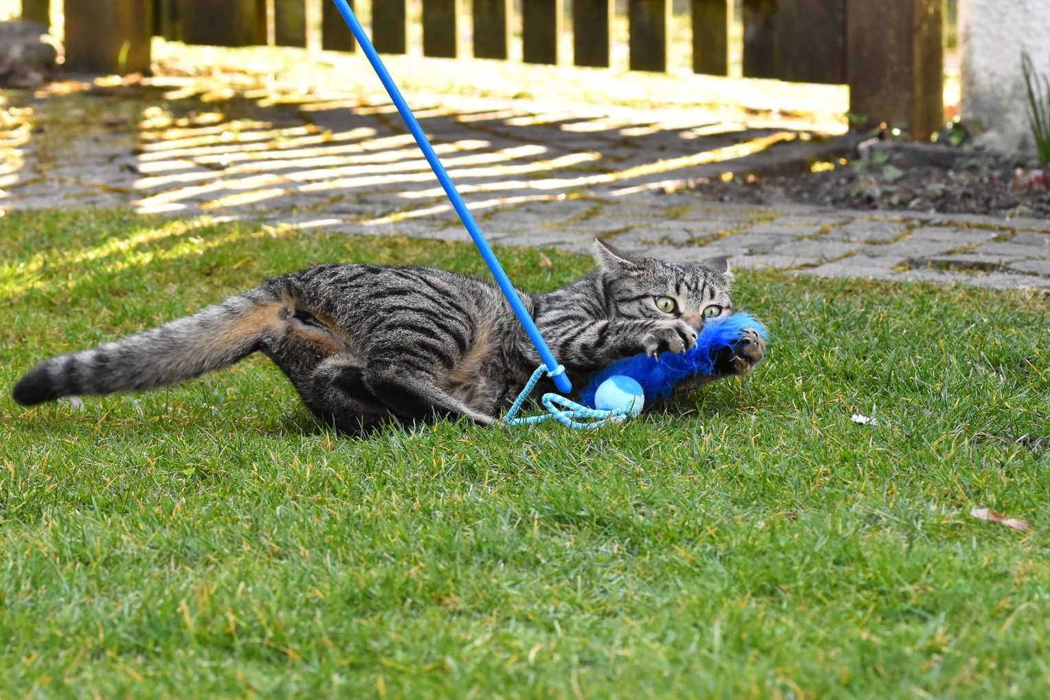Eine kleine getiegerte Katze fängt ein blaues Spielzeug, das mit einer Schnur an einem Stab befestigt ist. Sie beißt in die blaue Feder und umkrallt sie. Man sieht ihren Spaß.