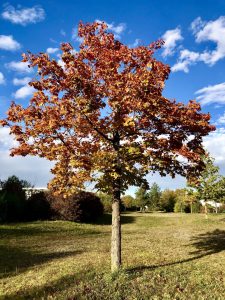 Ein einzelner, kleinerer Baum steht auf einer Wiese vor blauem Himmel mit kleinen Wolkenfetzen. Die Blätter fangen an sich herstlich rot zu färben
